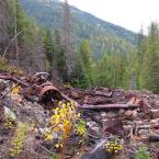 Autumn in Kootenay<br>  
